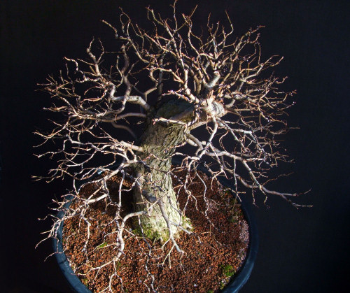 bonsai pruning